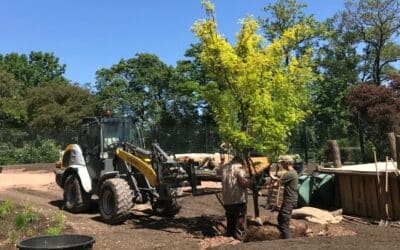 Zoopark: Bau der Gepardenanlage auf der Zielgerade