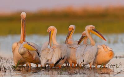 „Das Donaudelta – Amazonas Europas“