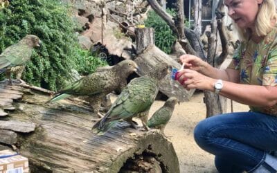 Keas auf Tuchfühlung mit Namenspaten