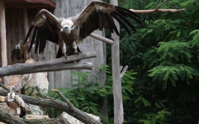 Gänsegeier erkunden umgebaute Anlage