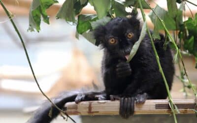 Neue Tierart: Mohrenmakis im Lemurenwald