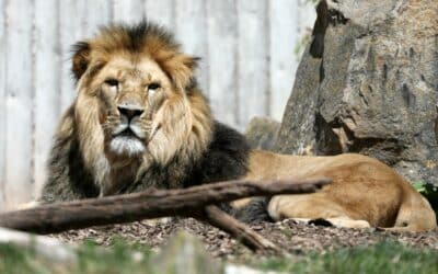 Löwengeburtstag im Zoopark