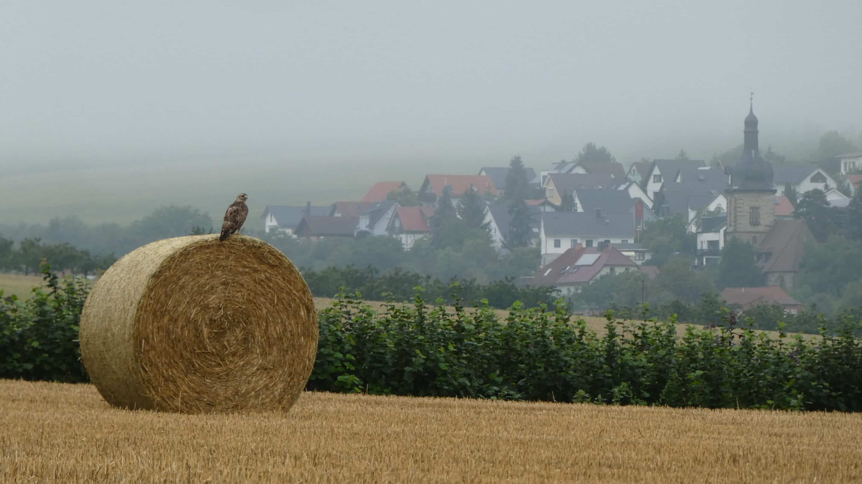 Tiefthal ist ein Ortsteil der Landeshauptstadt Erfurt hier mit Strohballen und Bussard.