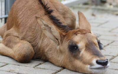 Rappenantilope geboren