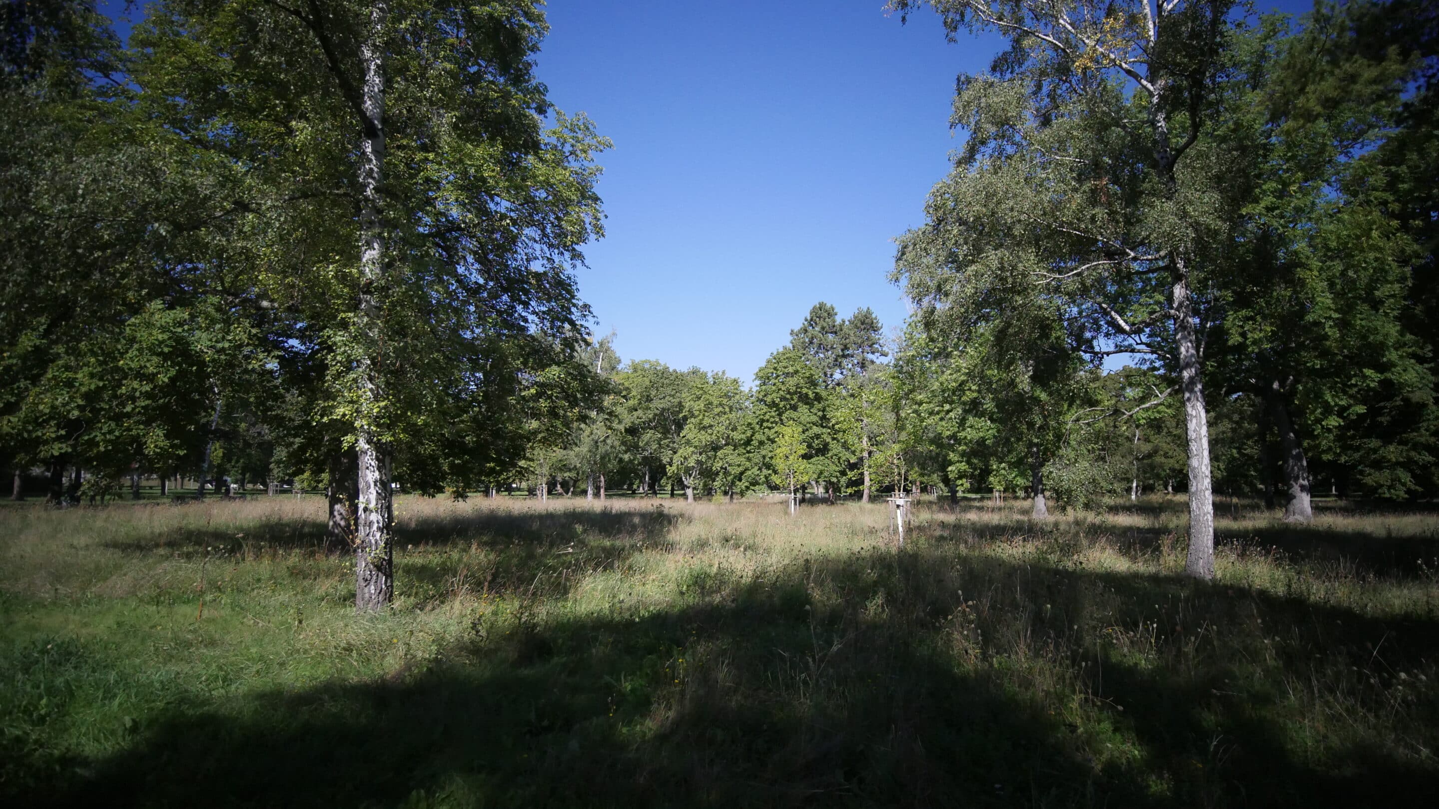 Der Südpark Erfurt zeichnet sich durch lichten Baumbestand aus.