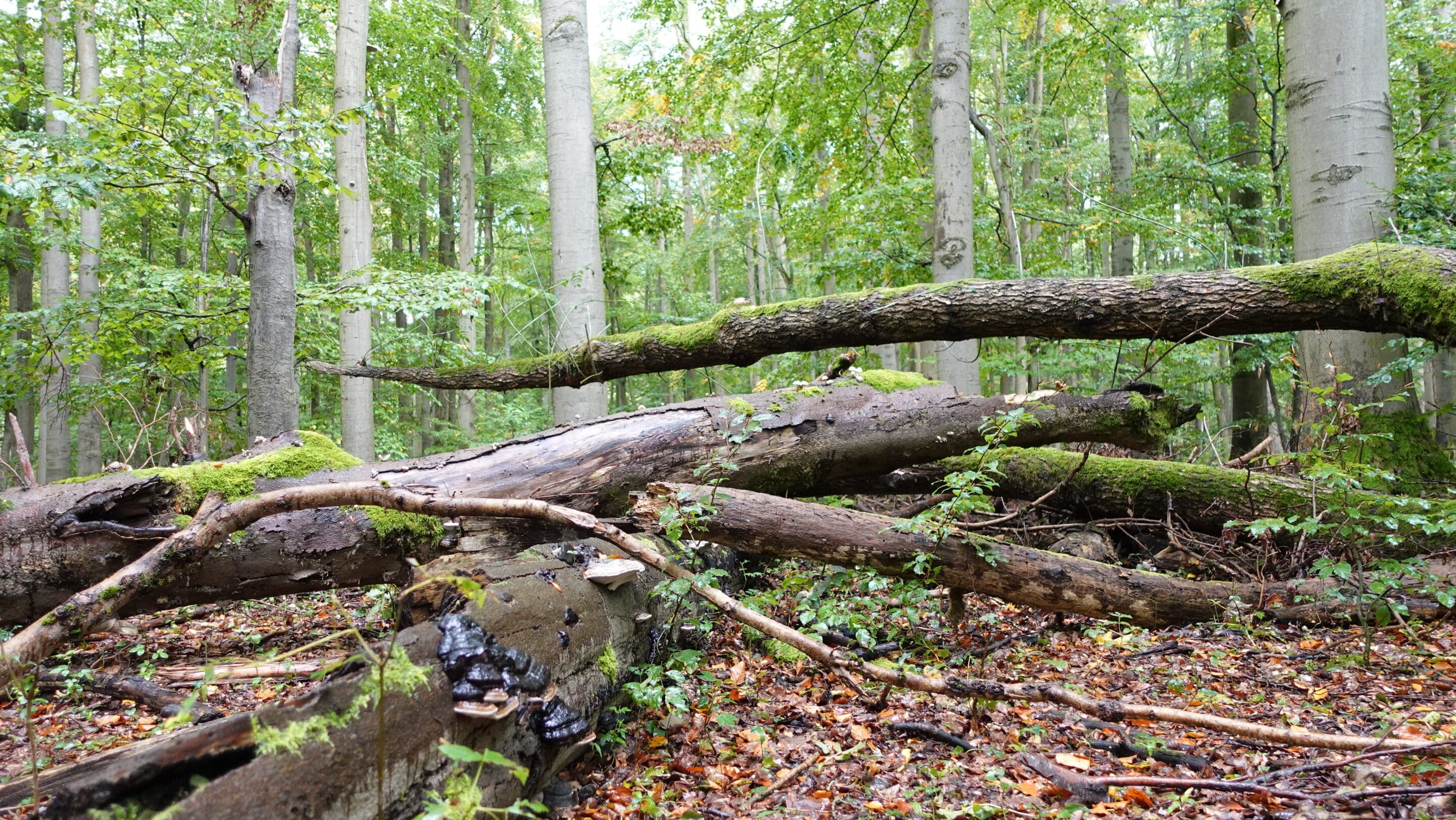 Abgestorbene Bäume in einem Buchenwald im Nationalpark Hainich in Thüringen.