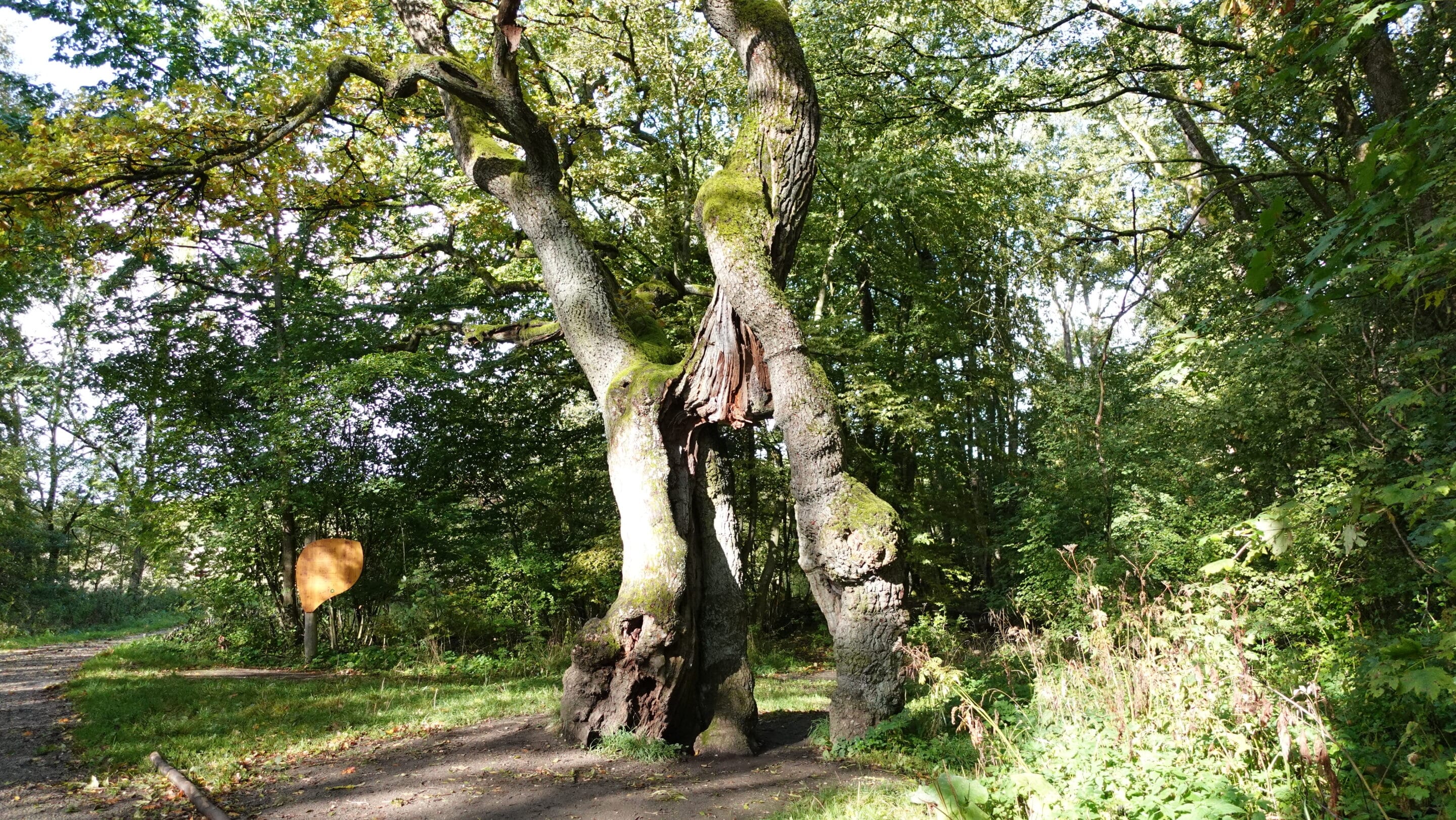Betteleiche einer der ältesten Bäume Thüringens im Hainich diente der Übergabe von Gaben an Bettelmönche.