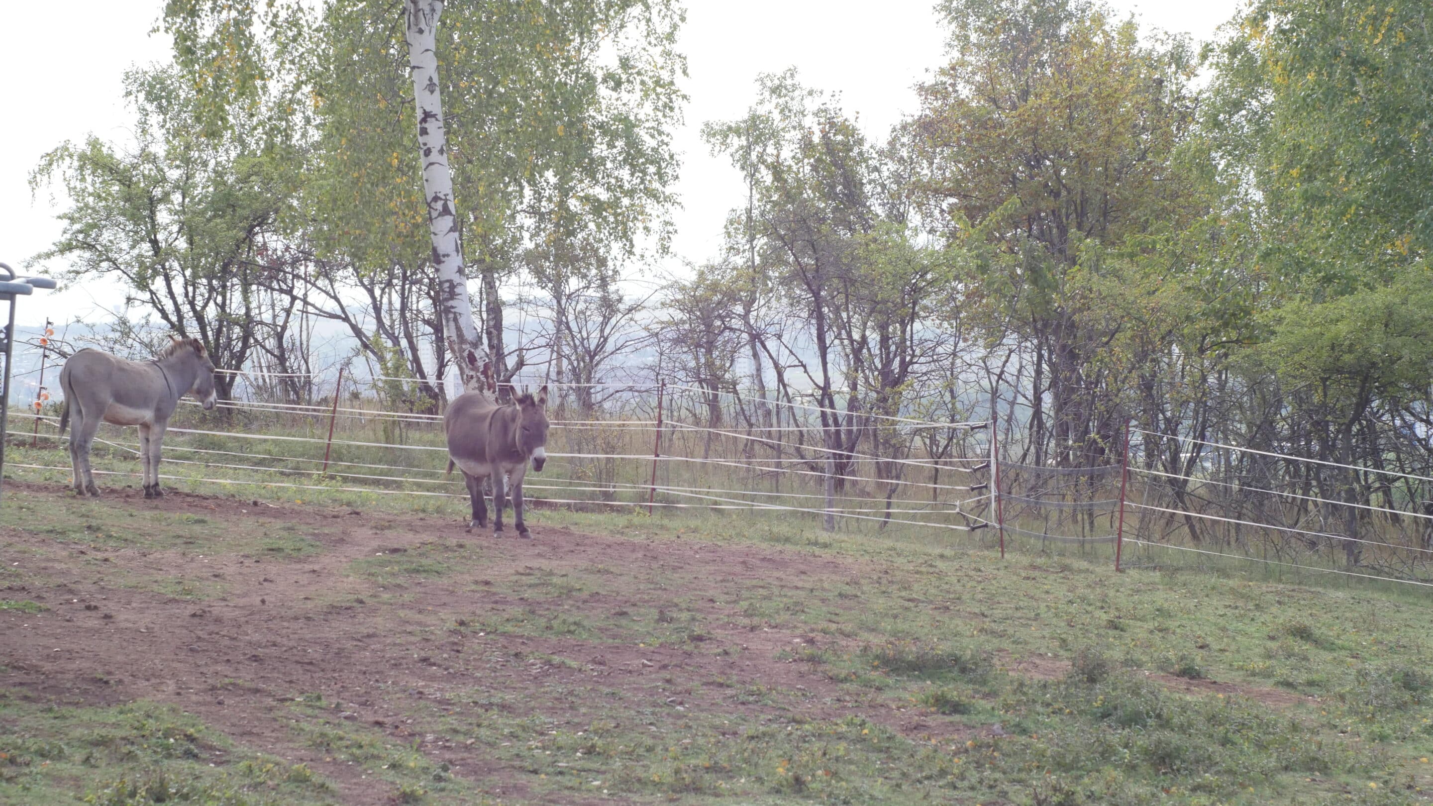 Esel auf einer Weide im Naturschutzgelände des Zoopark Erfurt.