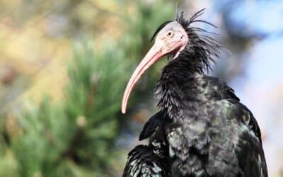 Der Waldrapp – eine Erfolgsgeschichte der Wiederansiedlung