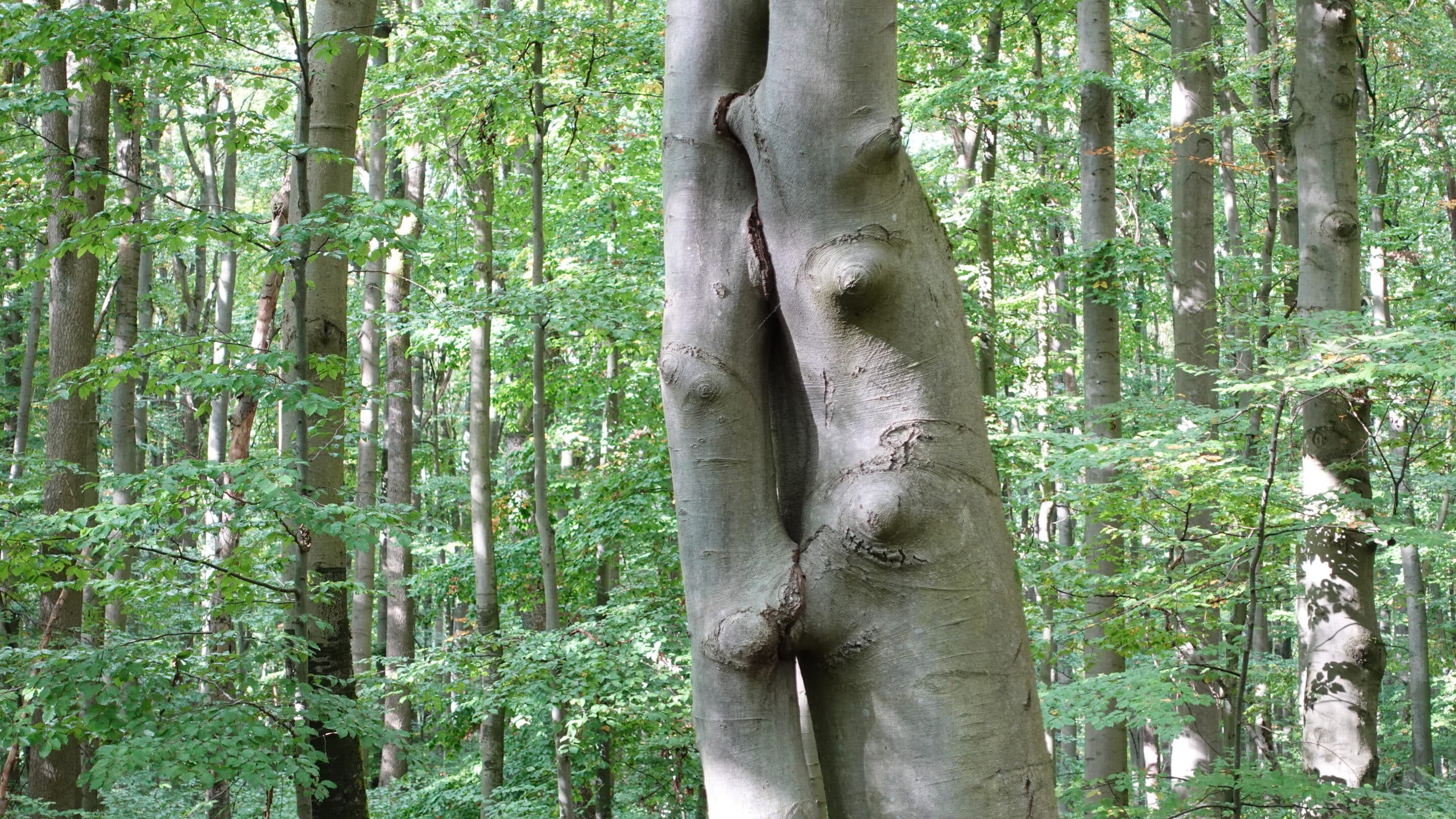 Zusammengewachsene Buchen scheinen sich zu küssen im Hainich einem Waldgebiet in Thüringen.