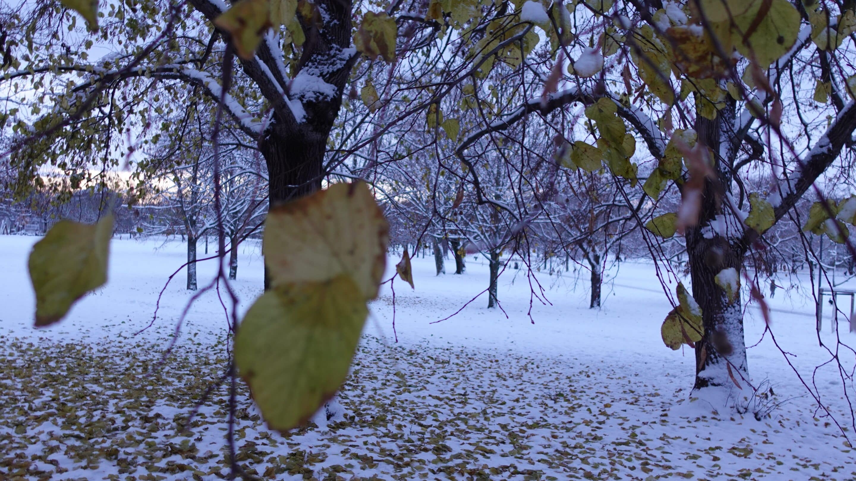 Erster Schnee im Nordpark Erfurt mit Laub an den Bäumen.