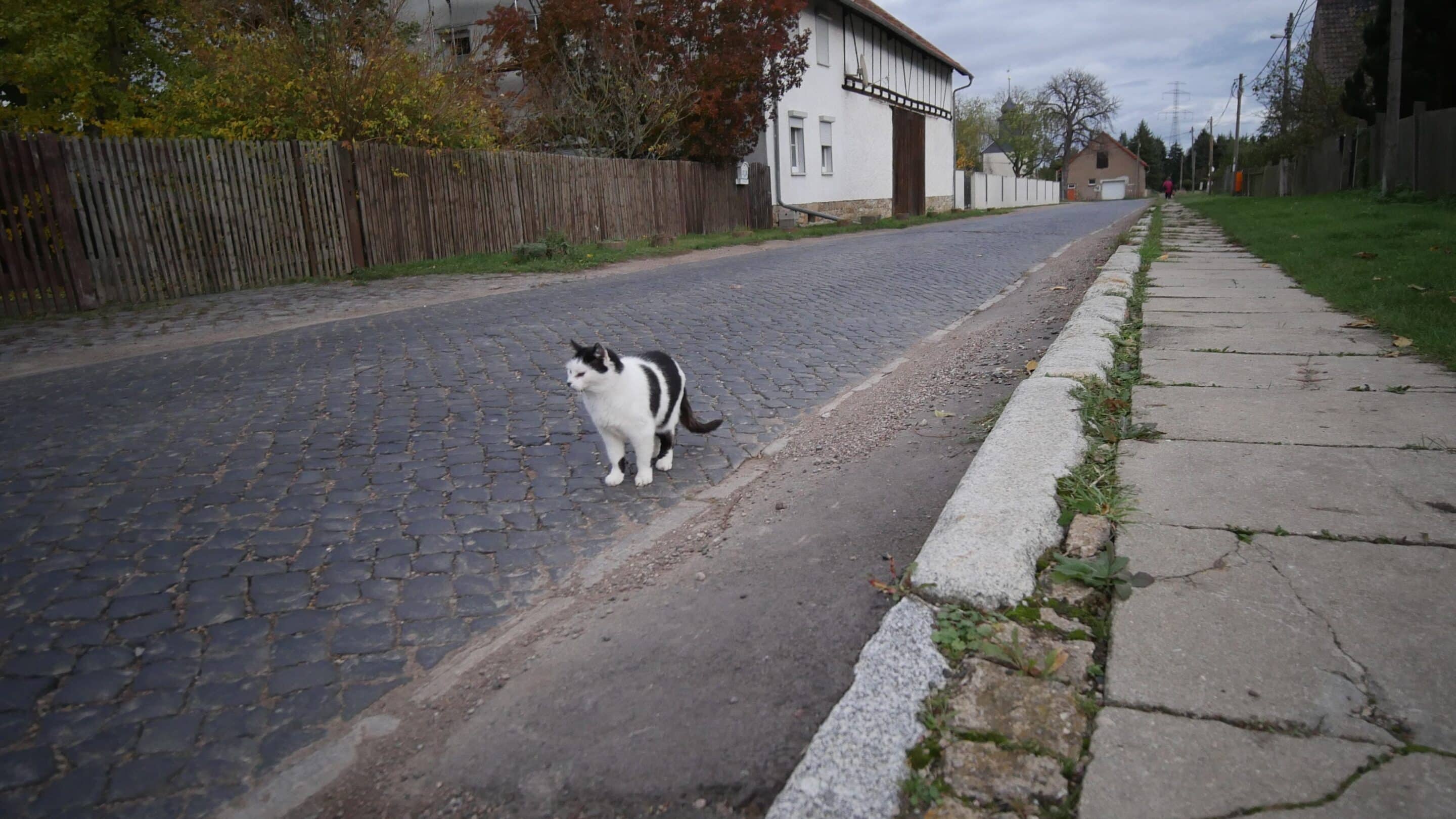 Eine Katze auf der Hauptstraße von Wallichen einem Ortsteil von Erfurt.