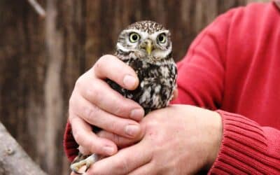 Steinkauzpaar bereichert die Waldrapp-Voliere