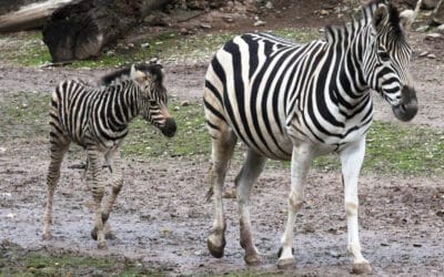 Zebrafohlen Edgar erkundet die Afrikasavanne