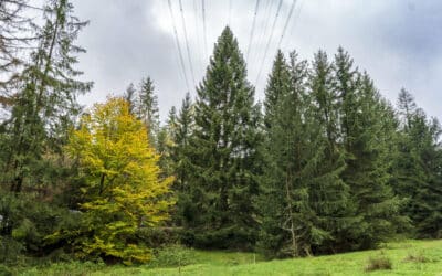 Weihnachtsbaum wird am 11. November aufgestellt