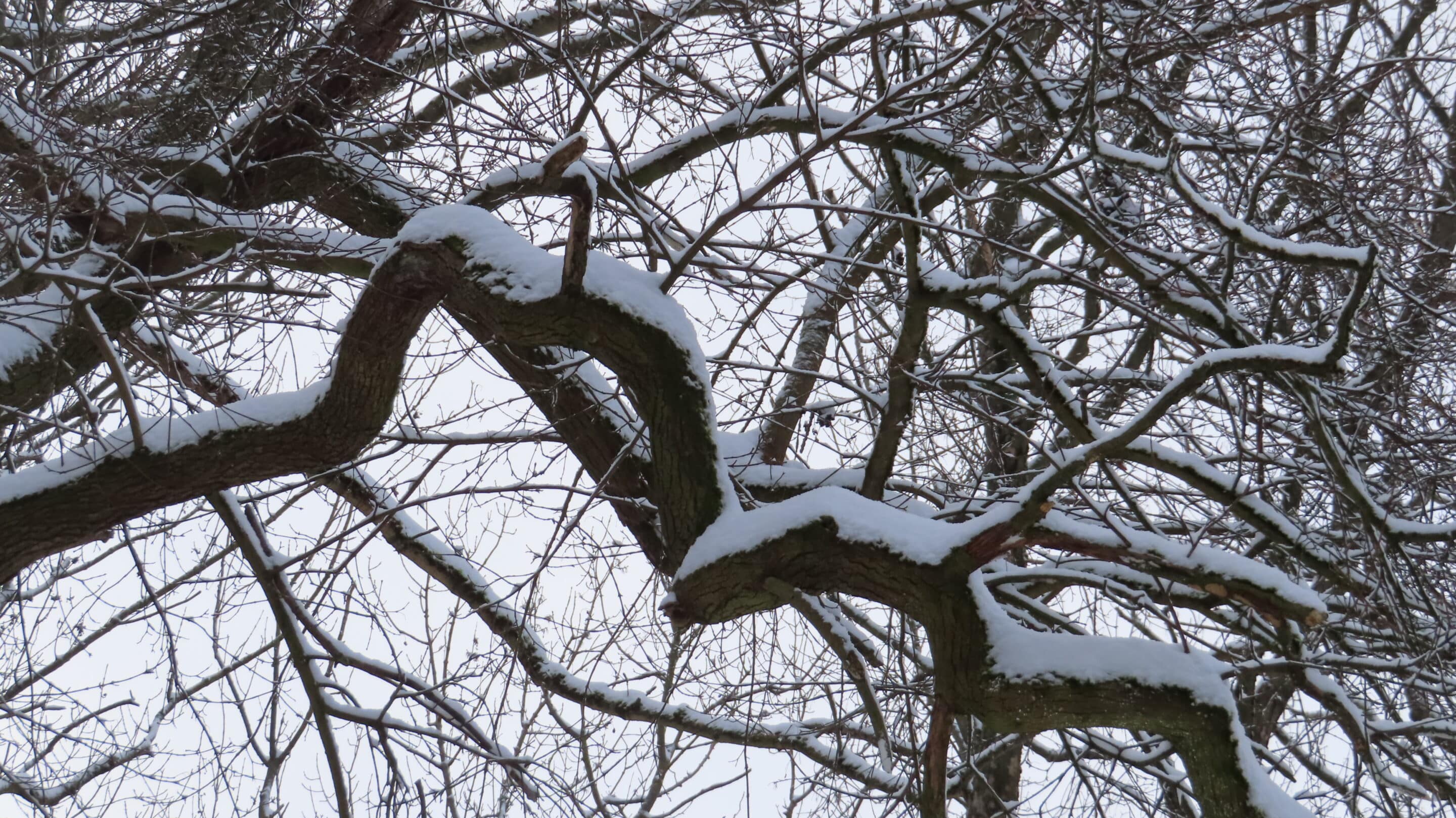 Ast mit Schnee im Steigerwald Erfurt.