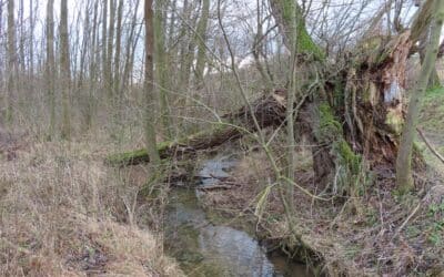 Ausstellung zeigt „Naturerlebnis Wald“