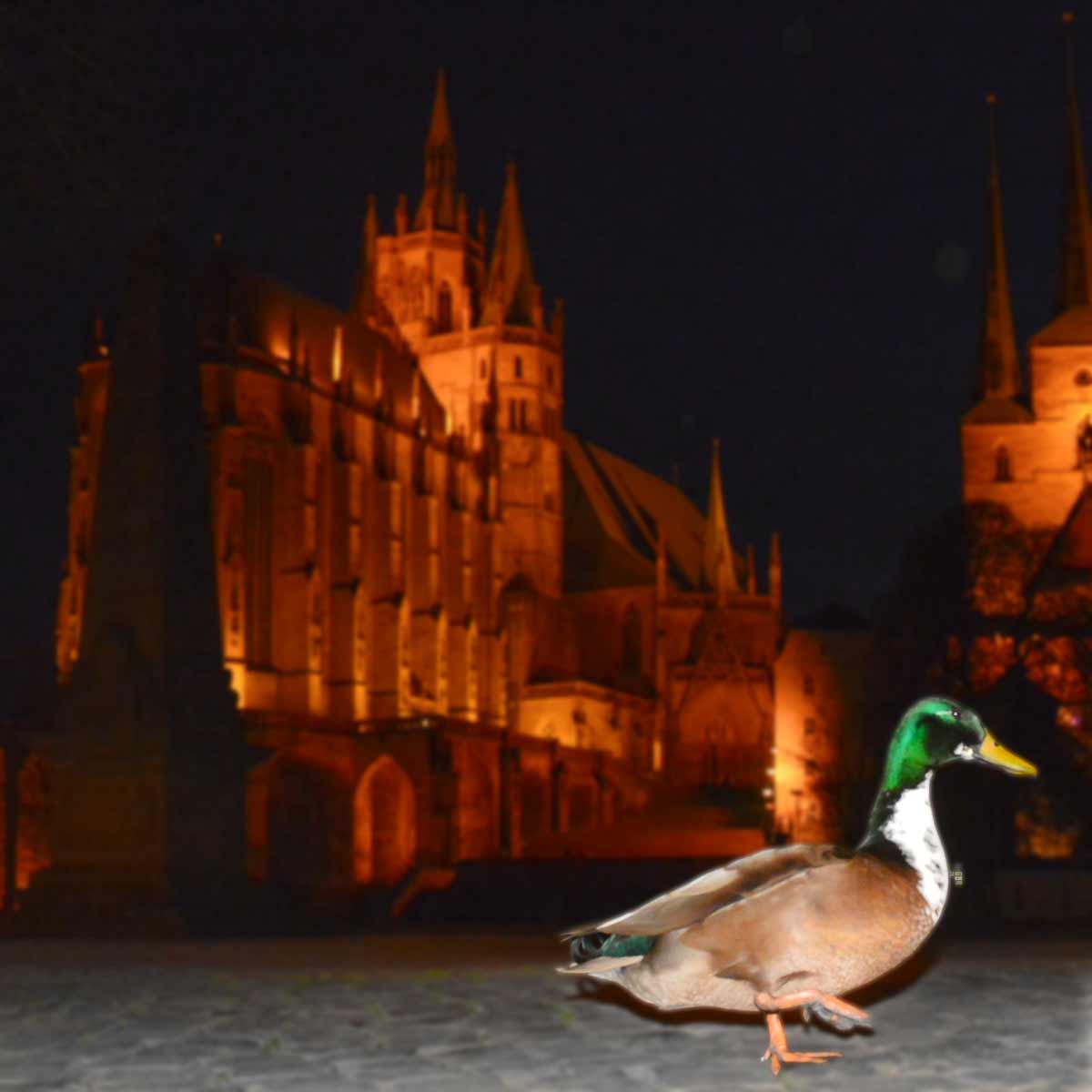 Eine Ente vor der Kulisse des Domes in Erfurt