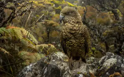 Zoo: Nachwuchs bei den Keas