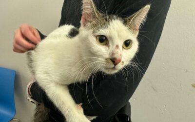 LPI-EF: Katze gefunden – Eigentümer gesucht