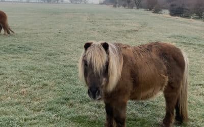 LPI-EF: Tierische Einsätze