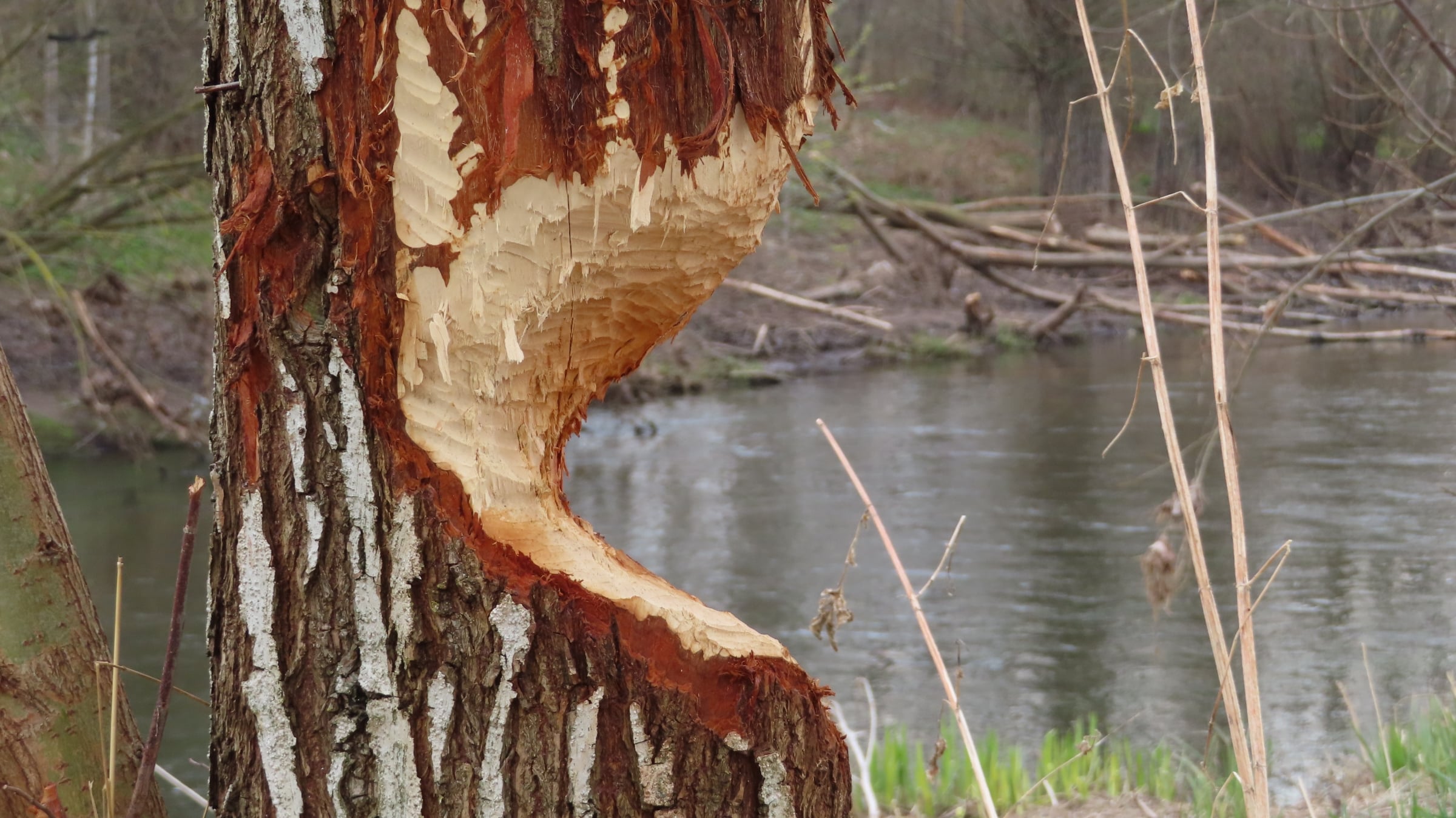 Ein vom Biber angenagter Baum in Erfurt.