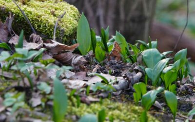 Frühlingsduft im Steiger – Bärlauch mit Bedacht sammeln