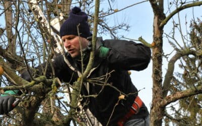 Freie Plätze im Obstbaumschnittkurs