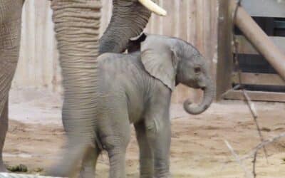 So süß: Das Elefantenbaby im Thüringer Zoopark Erfurt