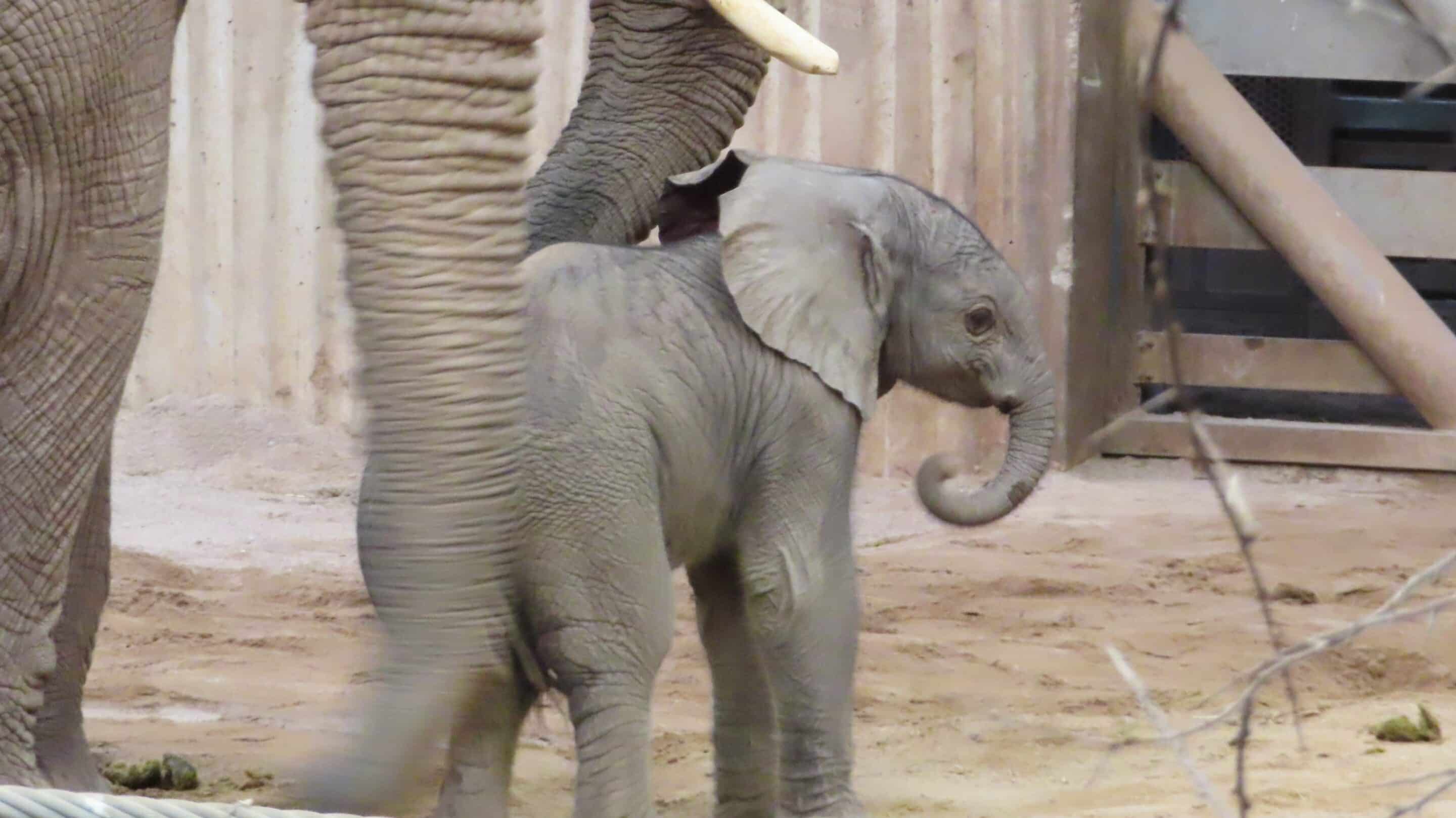 Der kleine Elefantenbulle nach Geburt im Erfurter Zoo im Mai 2024