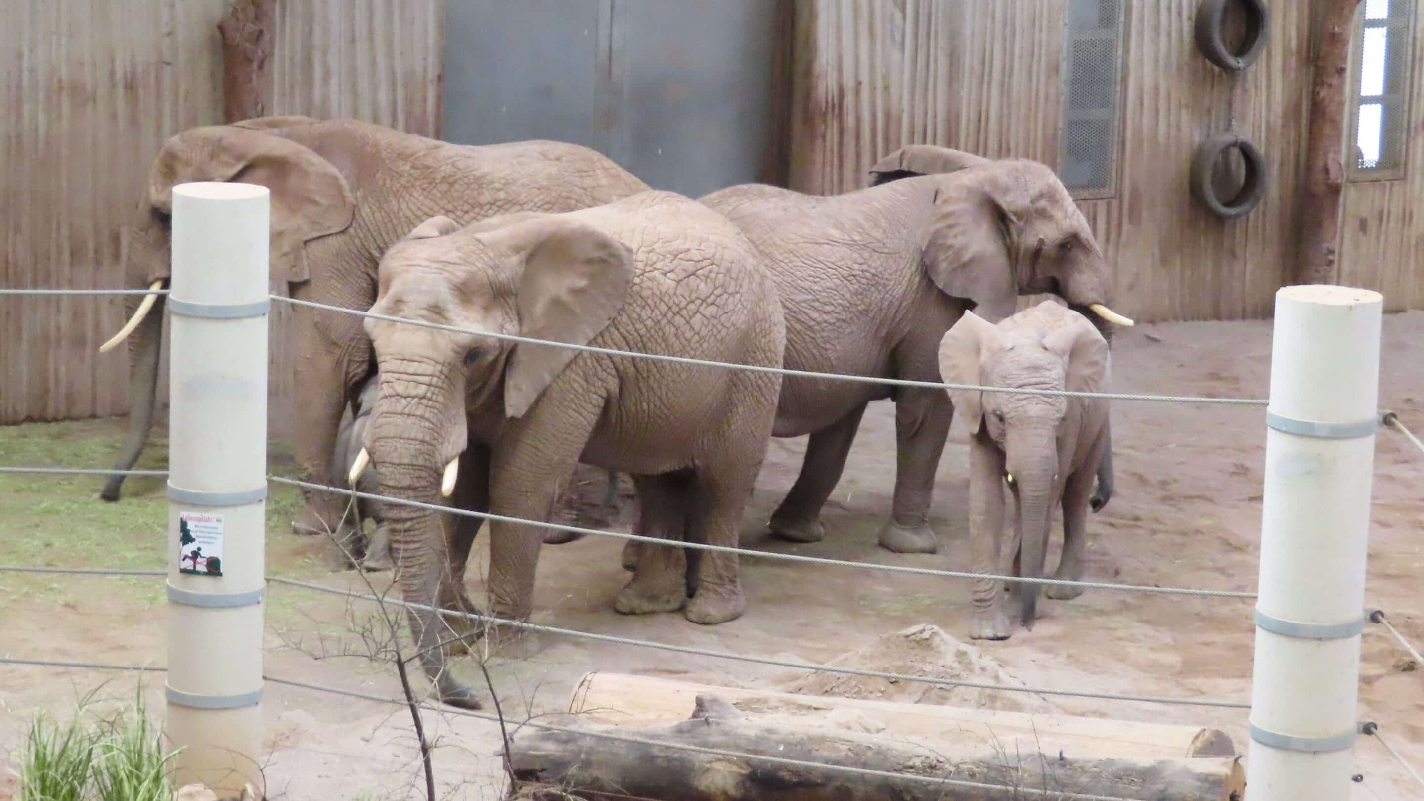 Elefantenherde im Thüringer Zoo Erfurt sichert das neugeborene Kalb ab.