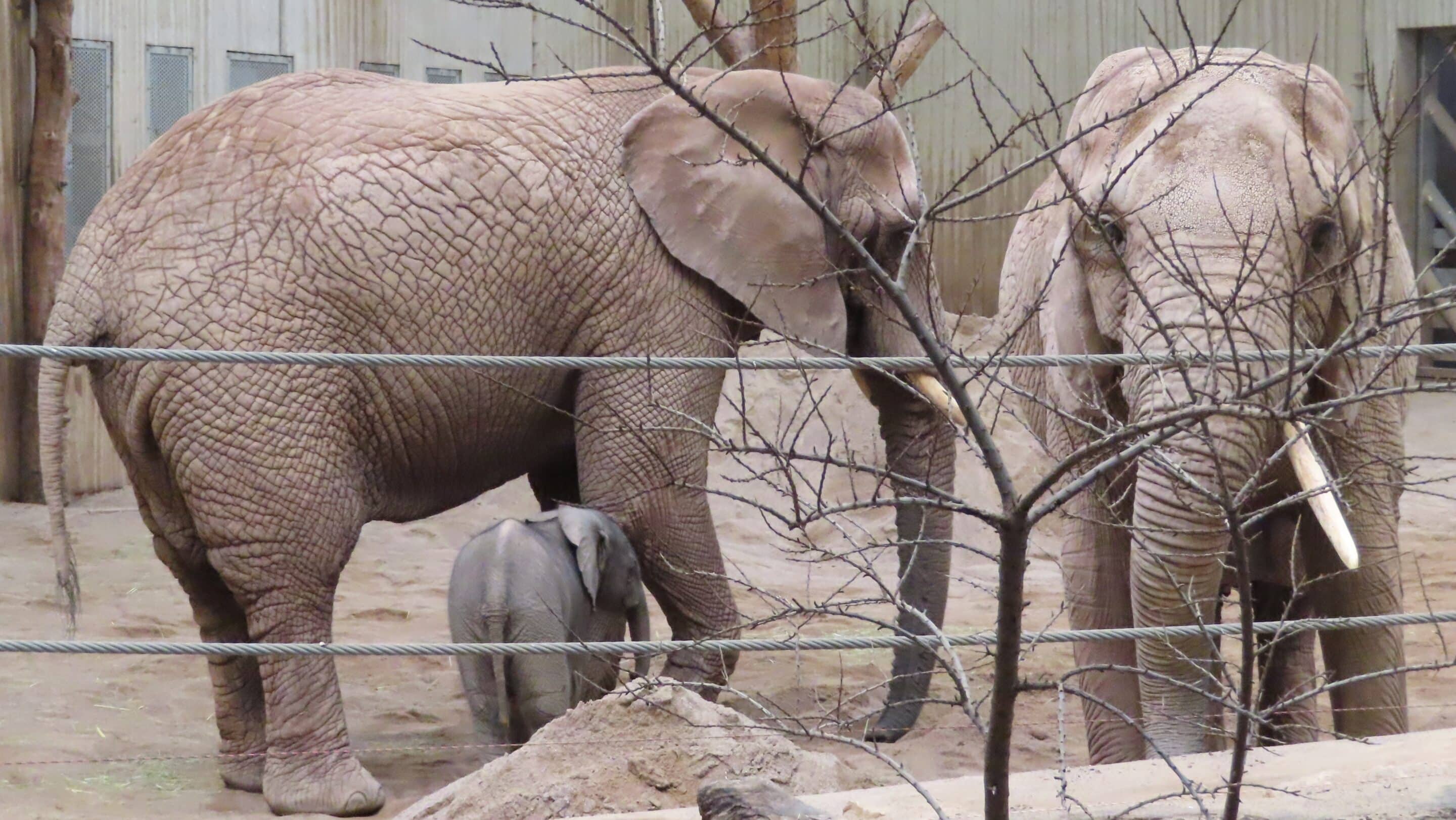 Das Elfantenbaby mit Elefanten der Herde im Zoo Erfurt 2 Tage nach der Geburt.