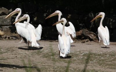 Pelikane halten Einzug auf der Afrikasavanne