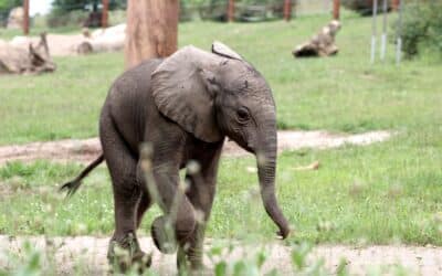 Erfurt&#39;s offspring of elephants are developing splendidly