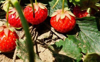 Wo kann man Erdbeeren selber pflücken?