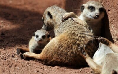 The meerkats have offspring