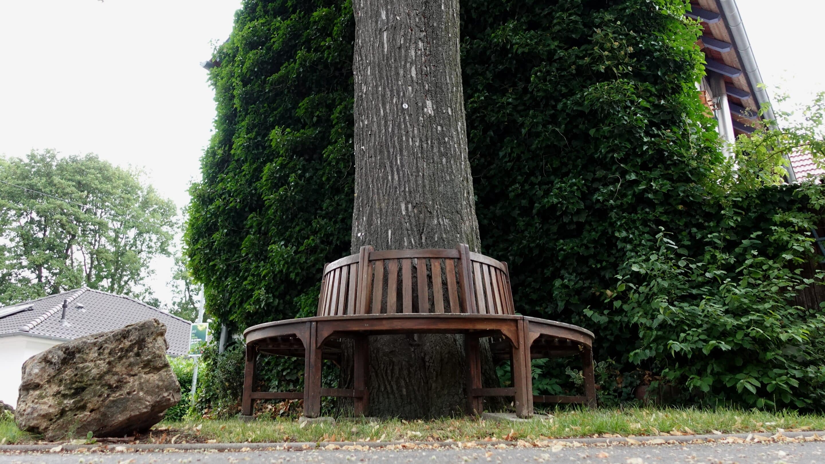 Bank an einem Baum, der Dorflinde, in Gottstedt einem Ortsteil der Landeshauptstadt Erfurt.