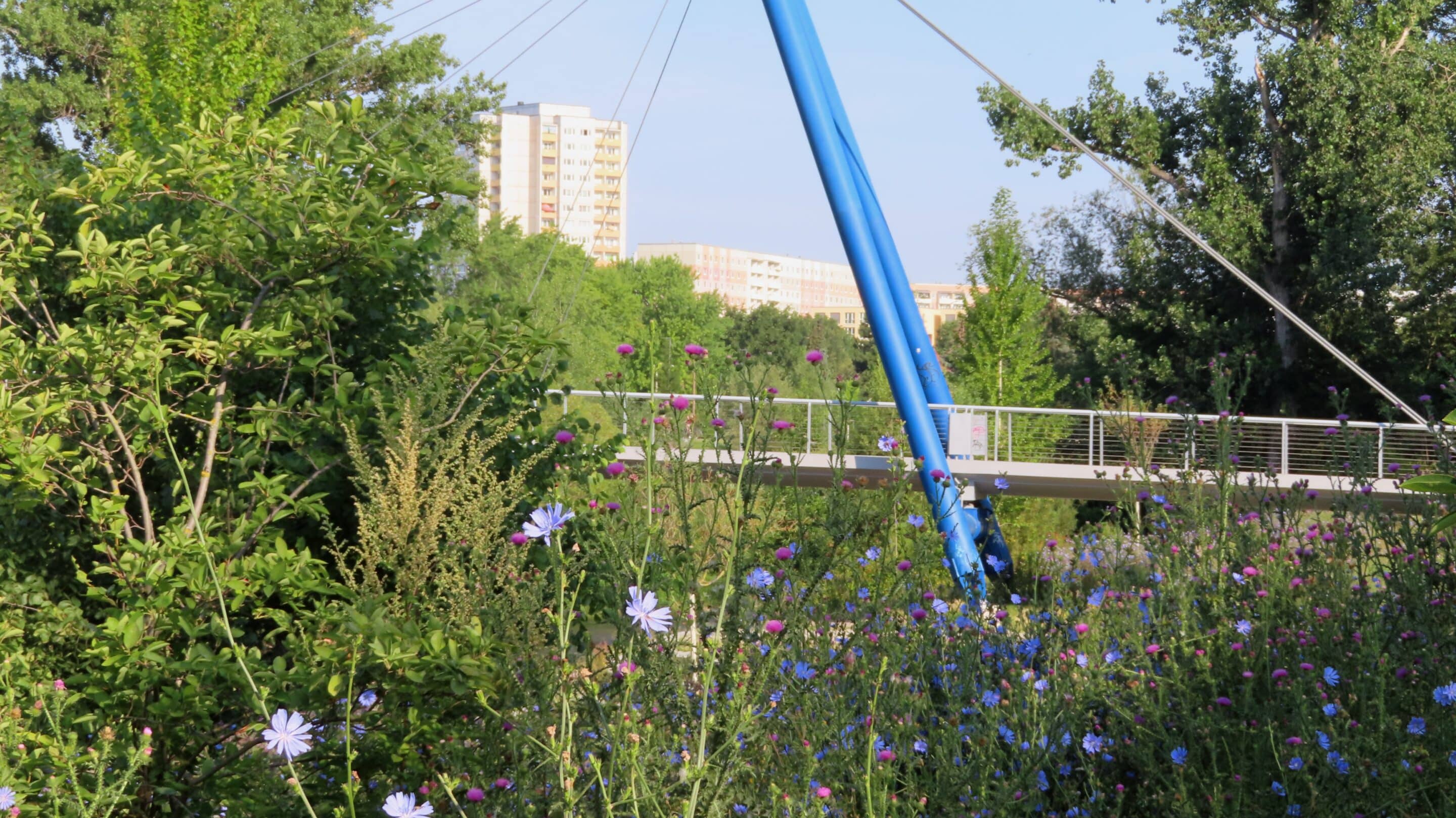 Blumenwiese an der Pappelstiegbrücke in Erfurt im Sommer.