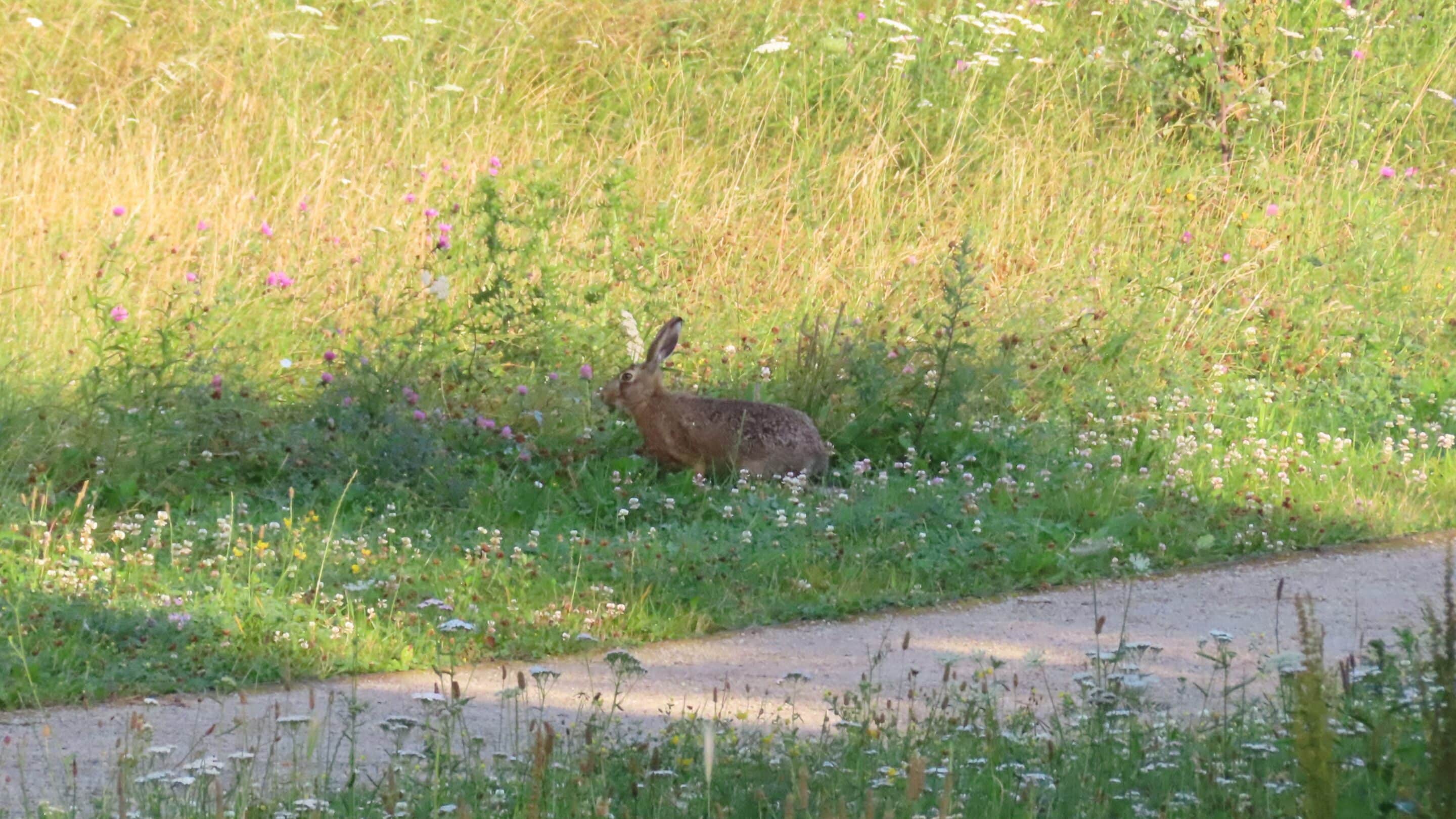 Ein Hase sucht an einem Sommermorgen nach Nahrung in der Nördlichen Geraaue in Erfurt.