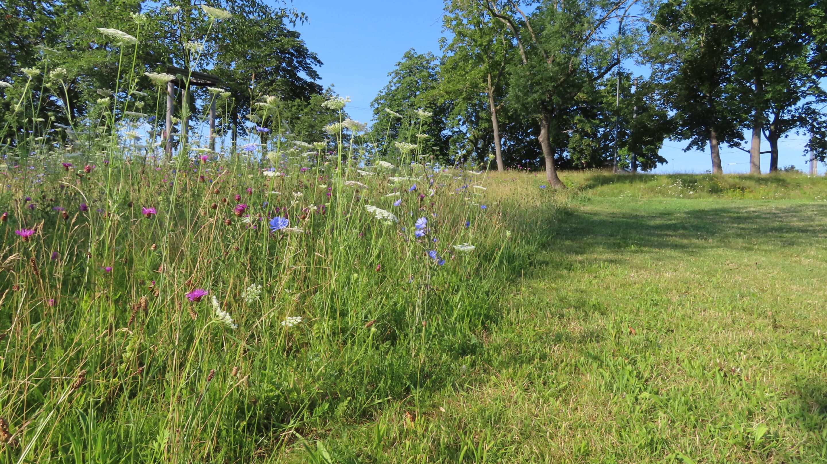 Ein gemähter Rasen neben einer Blumenwiese am Klärchen in der Nördlichen Geraaue Erfurt.