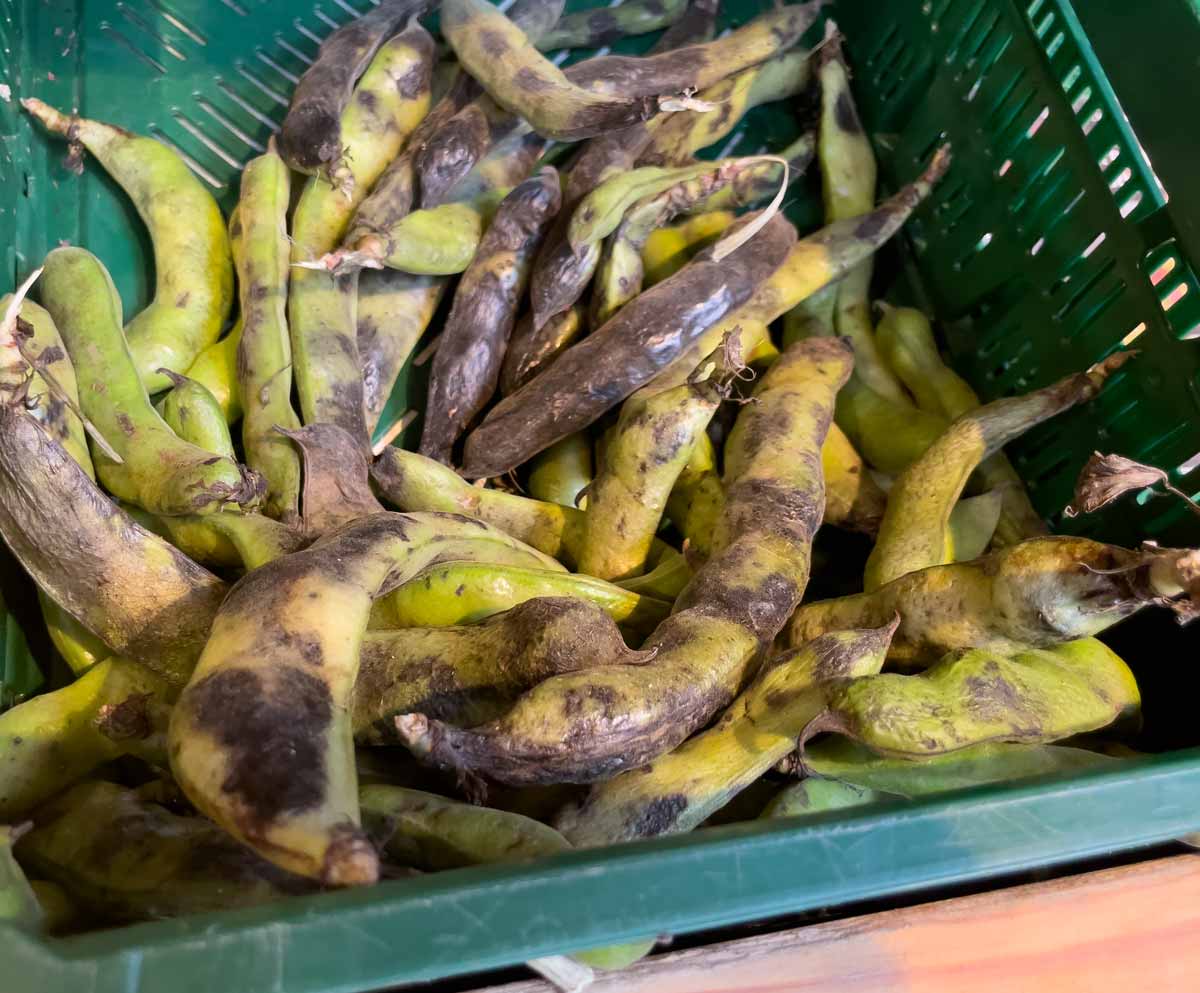 freshly harvested broad beans_erfurt