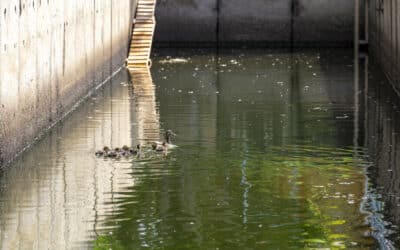 Entenfamilie aus Regenrückhaltebecken gerettet