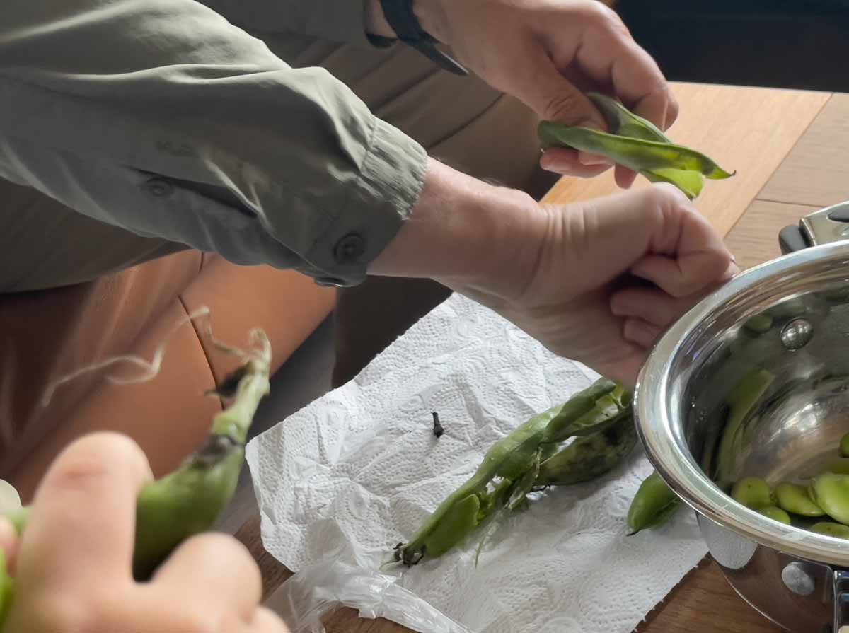 Unpulling broad beans_erfurt