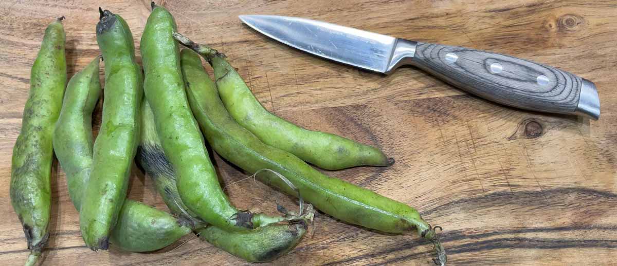 broad beans erfurt kuechenFertig_erfurt