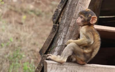 Somersaults on the Barbary Mountain: offspring of the Barbary macaques