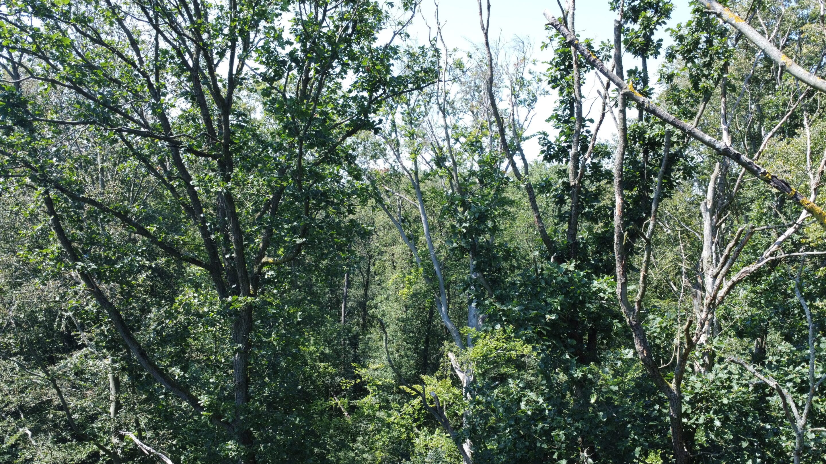 Trees in the summery Steigerwald Erfurt, the city forest of the Thuringian state capital.