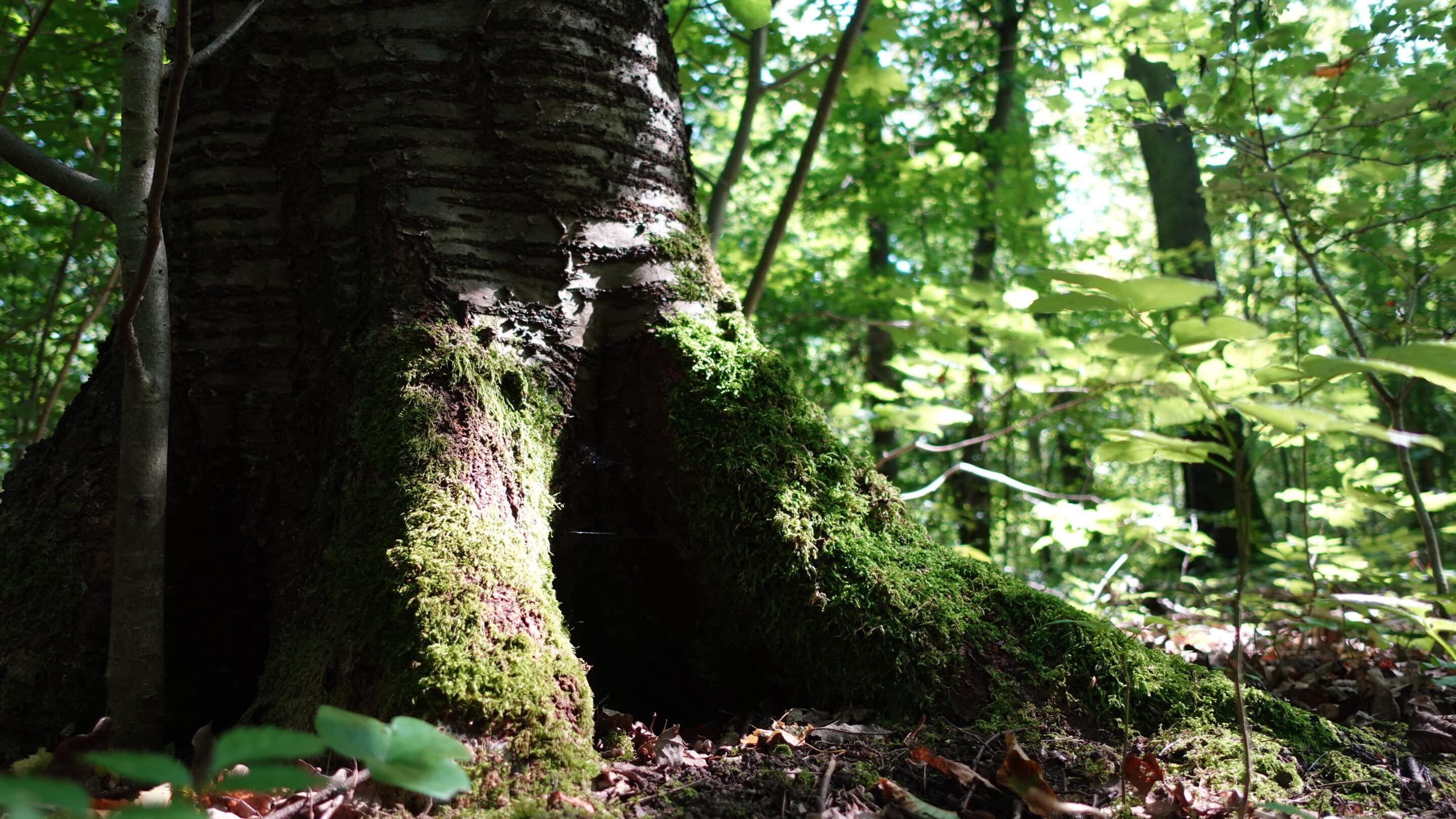 A tree in the Steigerwald Erfurt the capital of Thuringia.