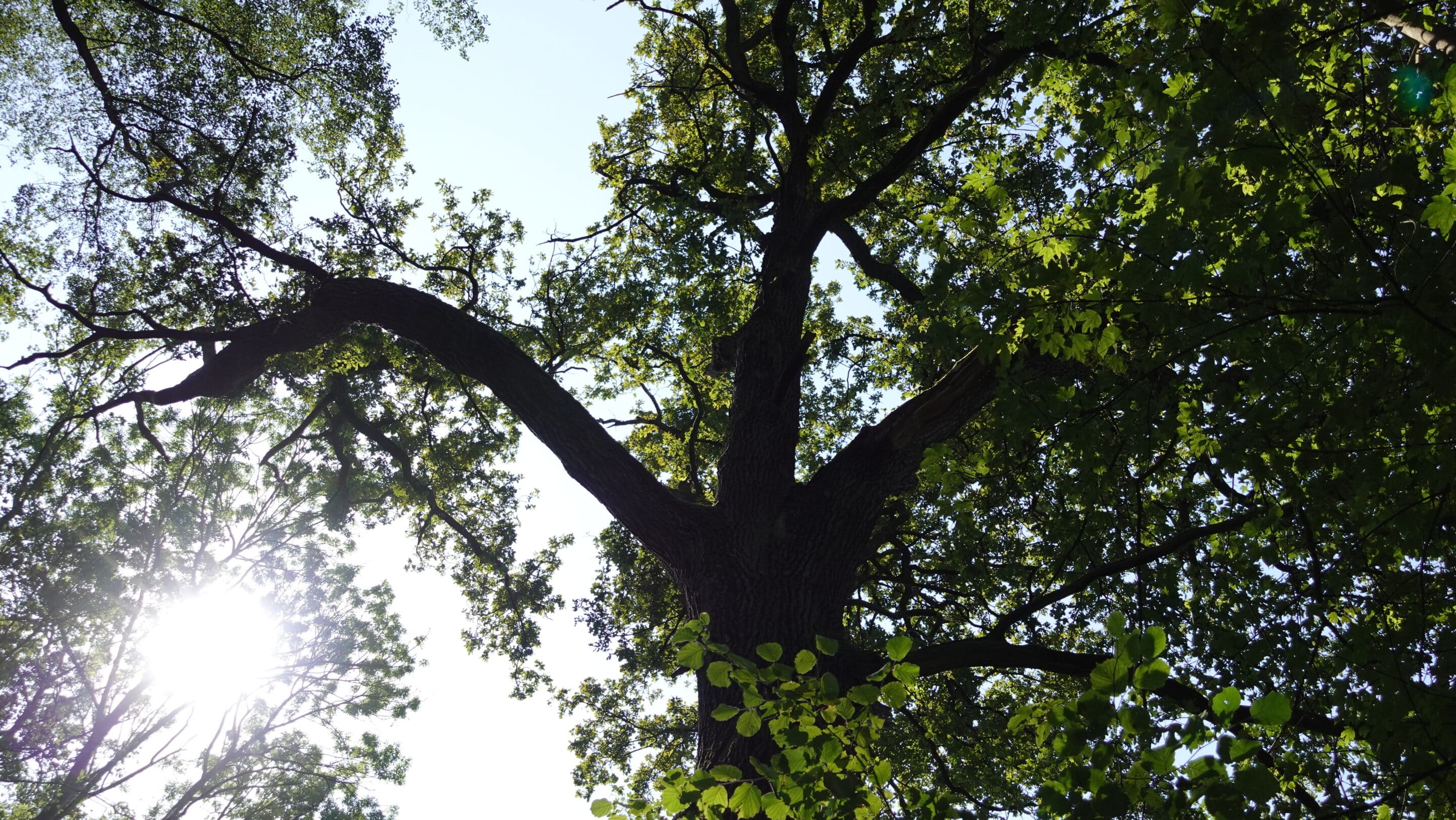 Die Blätter der Bäume schützen im Sommer vor Sonneneinstrahlung auch im Steiger Erfurt.