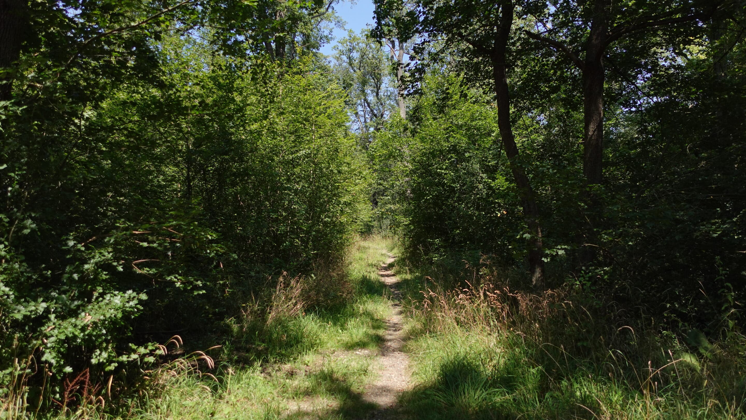 A path in the Steigerwald Erfurt, the city forest of the state capital of Thuringia.