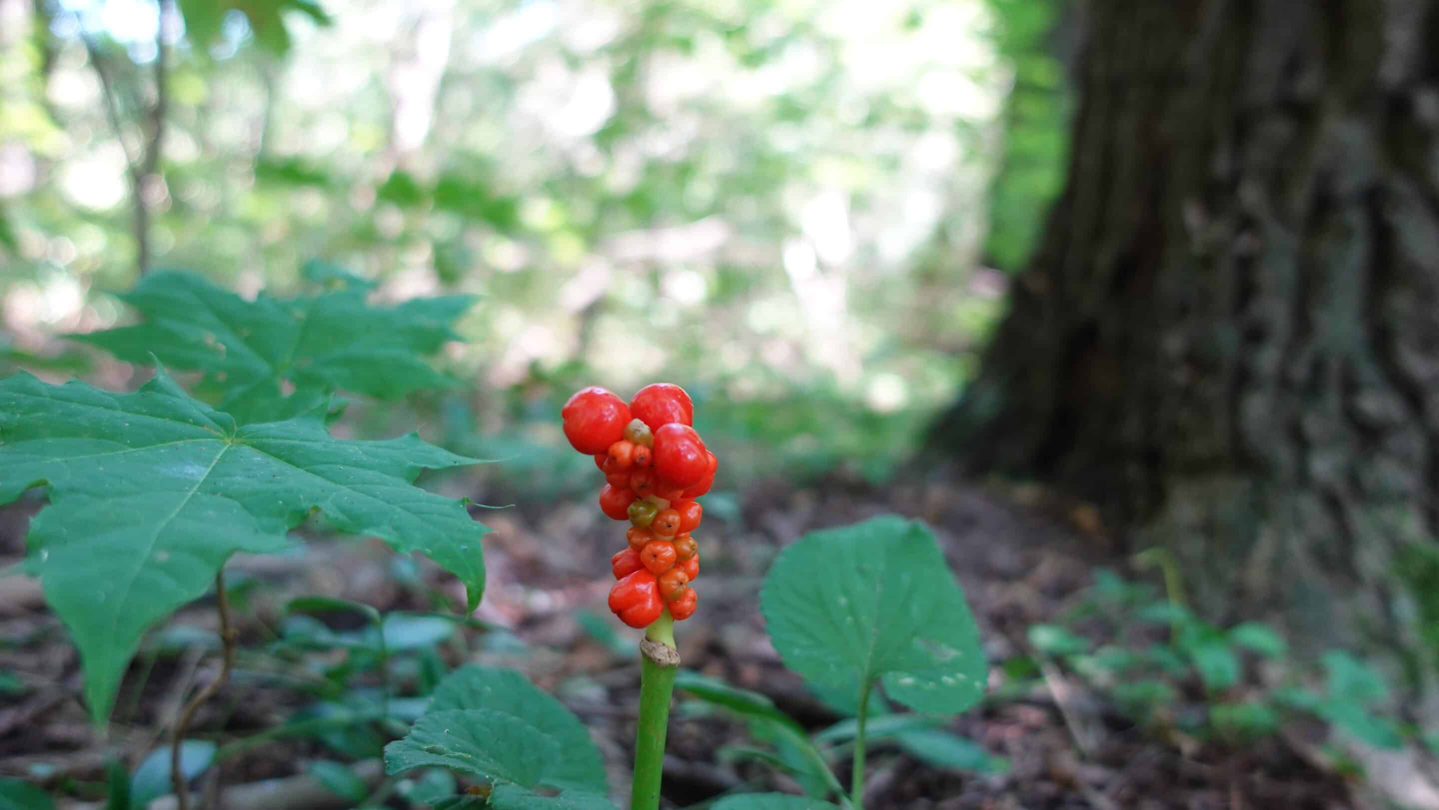 A spotted arum in the Steigerwald Erfurt.